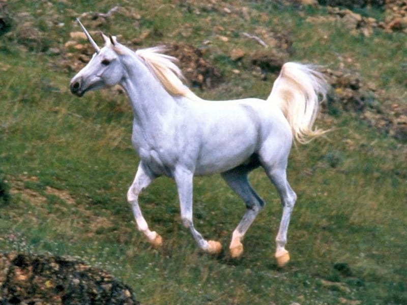 Gallop in the Hills, stones, grass, unicorn, horn, white, horse, hill, run, HD wallpaper
