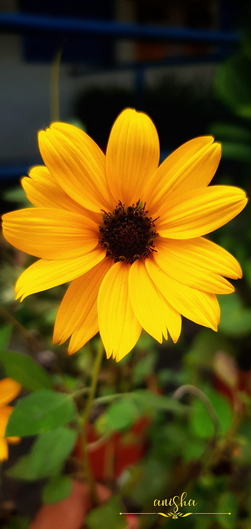 Yellow sunflower , morning, love, flowers, good morning, good, nature, HD phone wallpaper