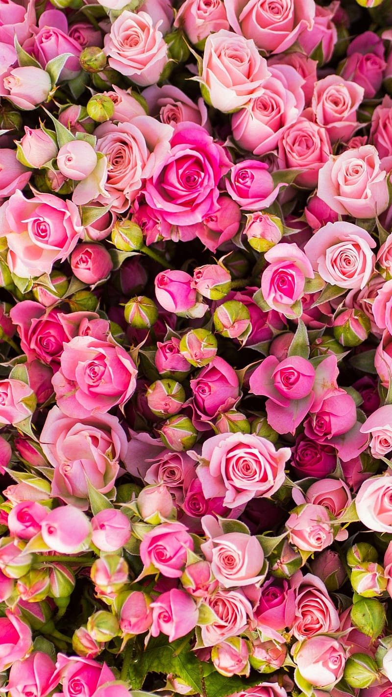 Gulab Phool Wala, Tiny Pink Roses, flowers, HD phone wallpaper