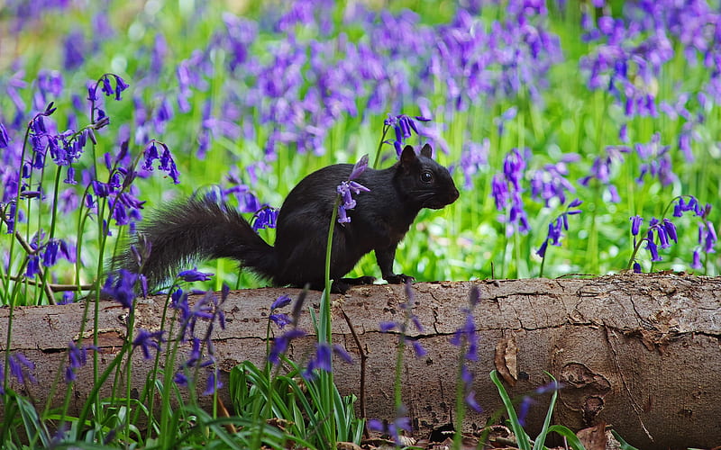 Black squirrel, squirrel, veverita, purple, green, summer, flower, wood, animal, black, HD wallpaper