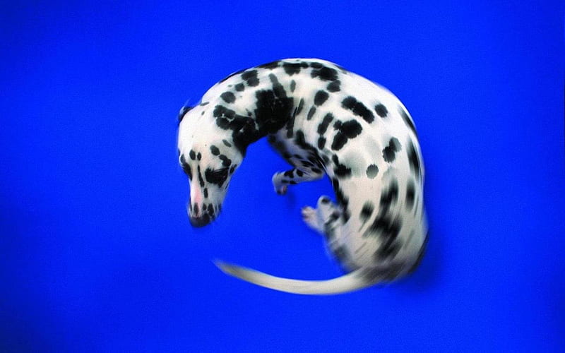 Dalmatian, pet, puppy, dog, HD wallpaper