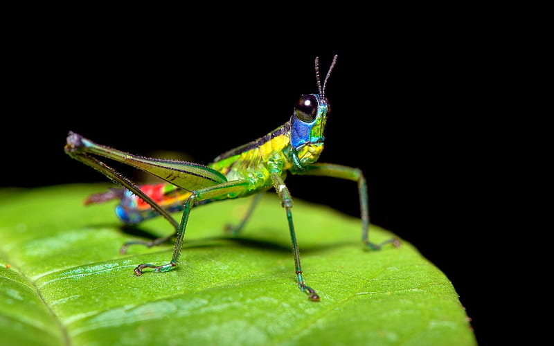 Grasshopper, green, black, insect, leaf, colorful, greiere, red, yellow, blue, HD wallpaper