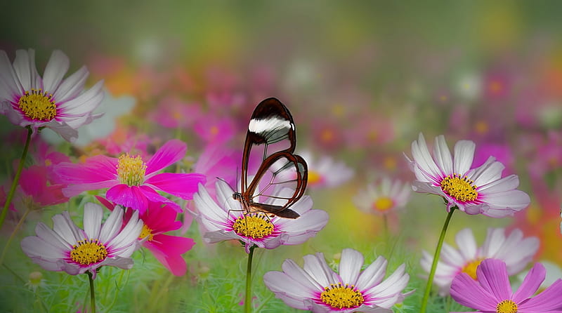 Glasswing Butterfly, butterfly, flowers, Spring, glasswing, HD wallpaper