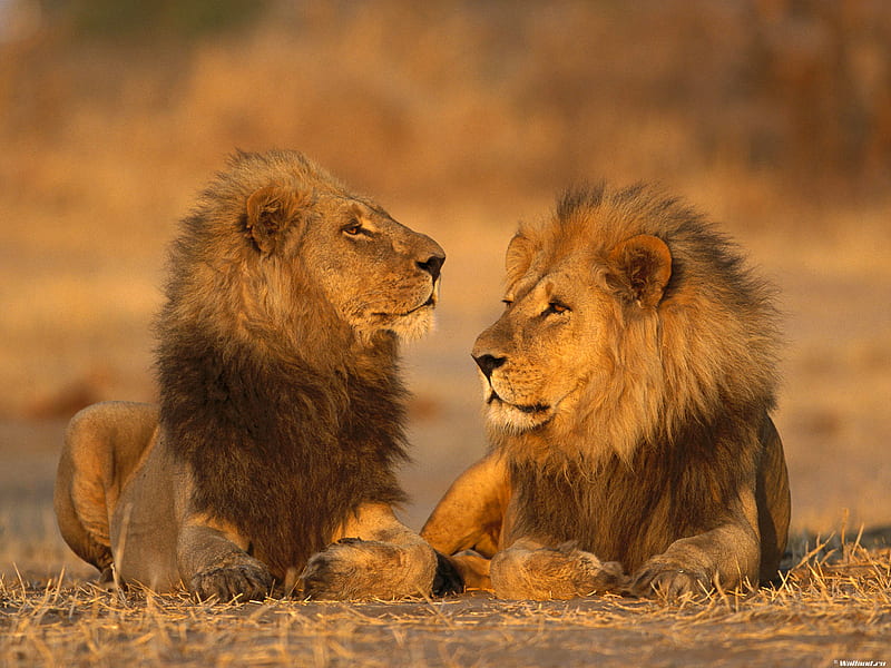 Leones, vida silvestre, selva, león, animal, Fondo de pantalla HD | Peakpx