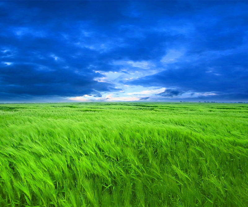 Green Field, blue, field, green, nature, sky, HD wallpaper