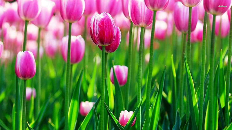 Pink Tulips, leaves, graphy, plants, flowers, nature, fields, tulips flowers, stem, HD wallpaper