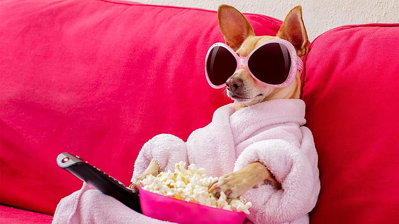 :), dog, sunglasses, popcorn, paw, caine, funny, pink, HD wallpaper