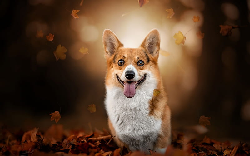 Welsh Corgi, autumn, pets, Corgi, bokeh, dogs, cute dog, Welsh Corgi Dog, Pembroke Welsh Corgi, HD wallpaper