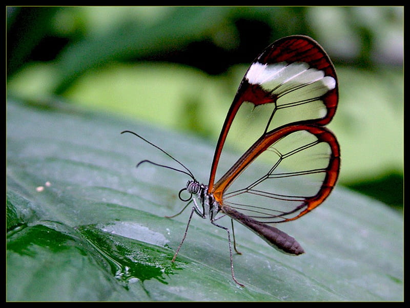 Glasswing Butterfly, nature, graphy, butterfly, macro, HD wallpaper