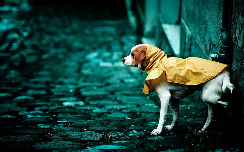 *** A dog in a yellow jacket ***, jacket, yellow, animals, dogs, dog, animal, HD wallpaper