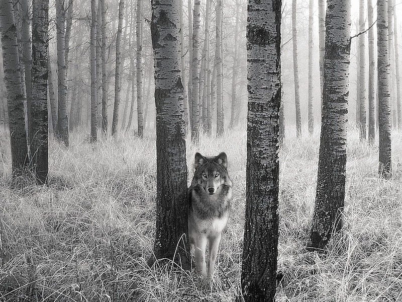 Wolf, forest, monohromatic, grey scale, trees, tall dry grass, lone, solitude, grey wolf, wolves, animals, HD wallpaper