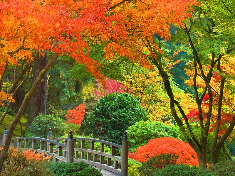 Japanese garden, forest, colorful, fall, autumn, japanese, colors, bridge, autumn colors, garden, HD wallpaper