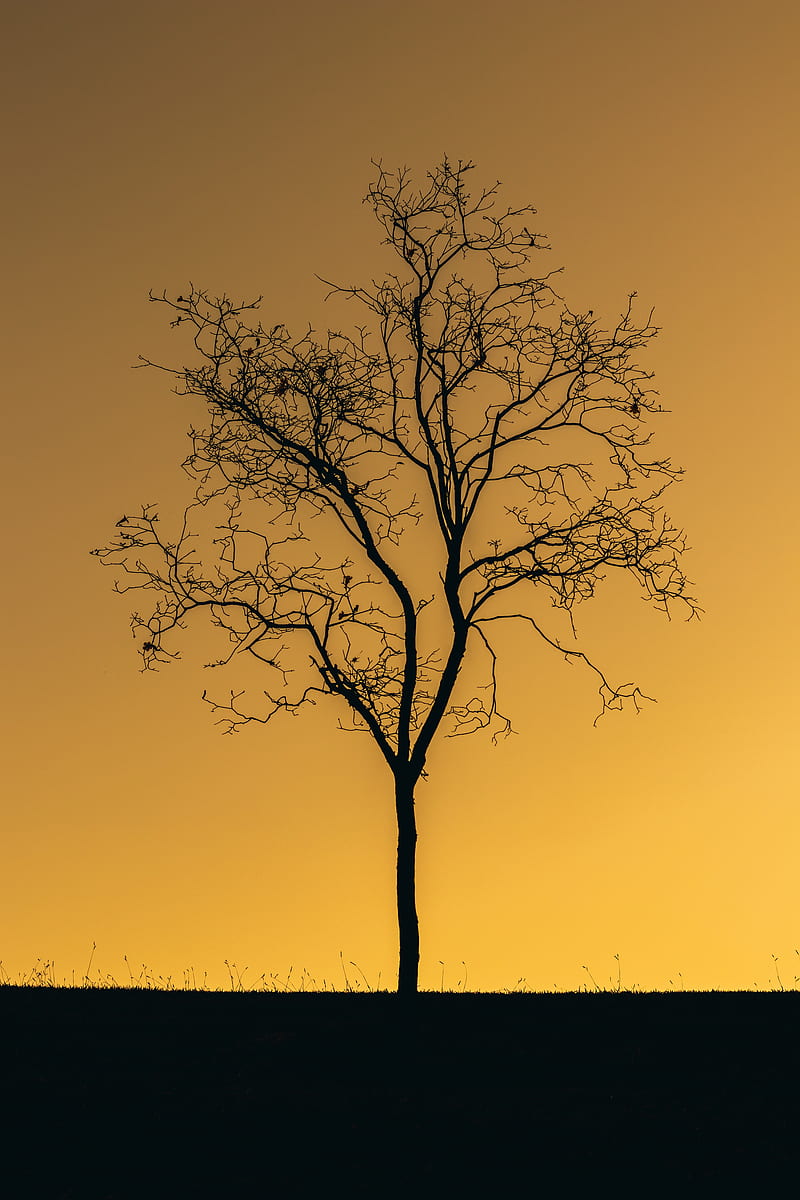tree, sunset, twilight, dark, lonely, HD phone wallpaper