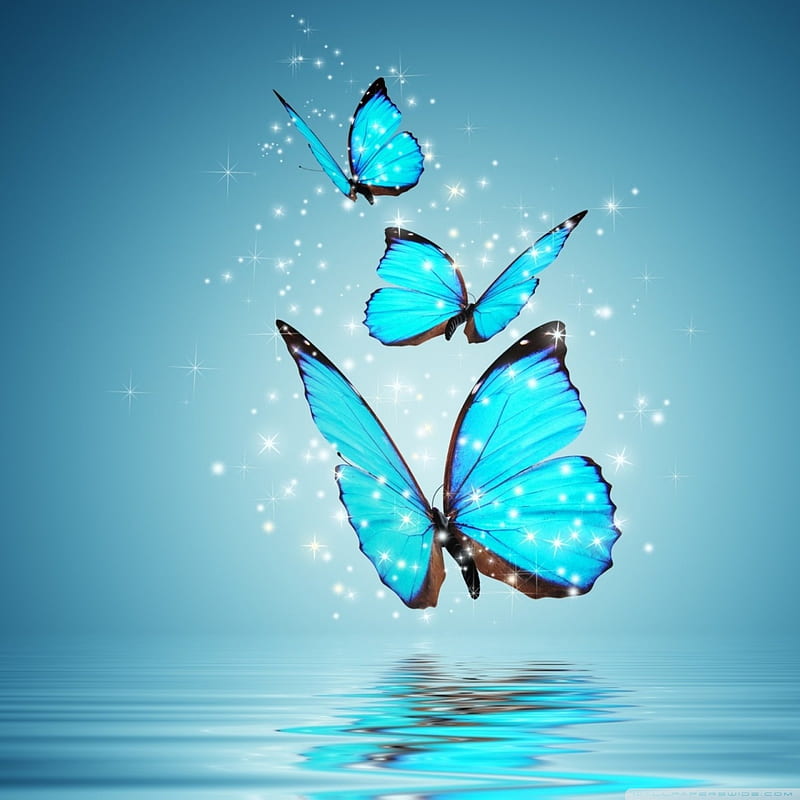 butterflys 3, blue, butterflies, HD phone wallpaper