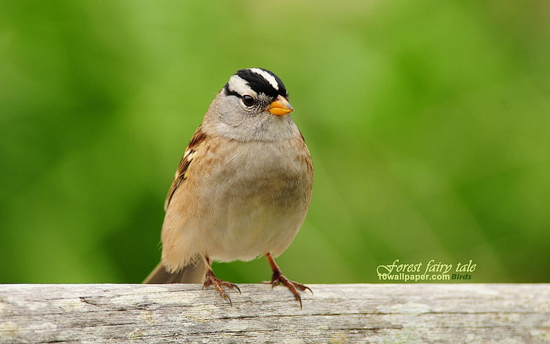 White-crowned Sparrow-Birds cute spring, HD wallpaper