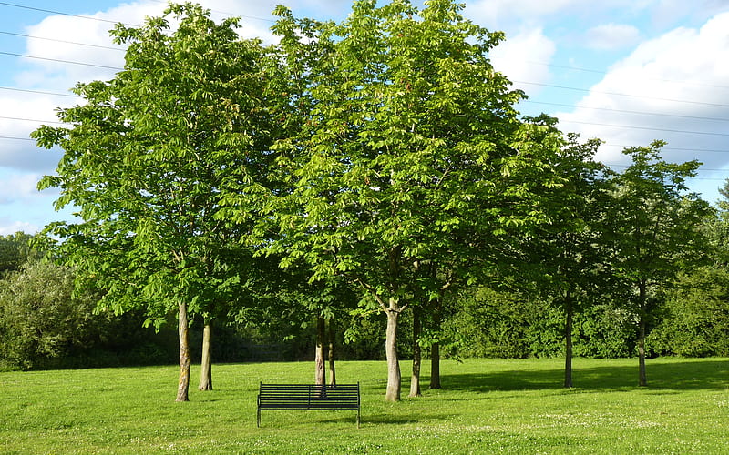 Under Chestnuts, bench, park, trees, chestnuts, HD wallpaper