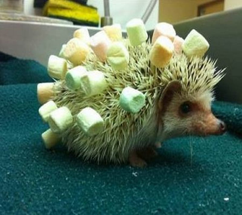 Marshmallow Hedgehog, funny, hedgehog, marshmallows, HD wallpaper