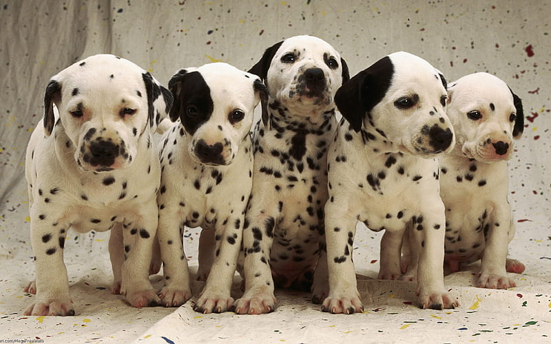 Dalmatian, puppies, family, domestic dog, cute animals, Dalmatian Dog, pets, dogs, HD wallpaper