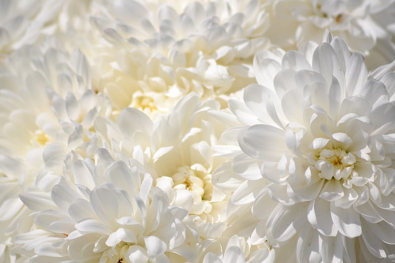 White chrysanthemum, fall, close up, chrysanthemum, flowers, white, HD wallpaper