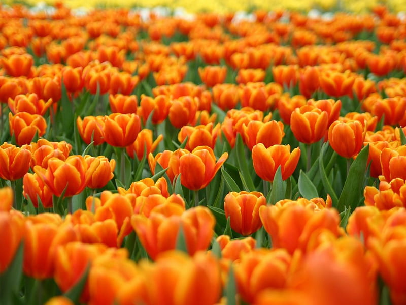 Orange Tulips Spring Flowers, flowers, spring, tulips, orange, HD wallpaper