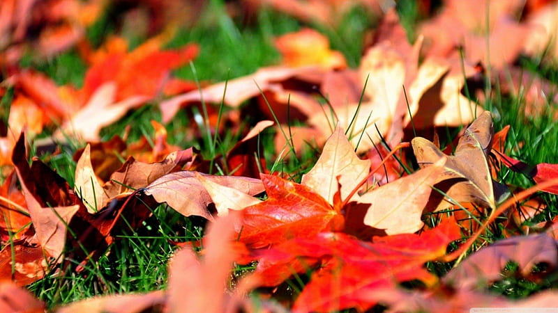Maple foliage, fall, autumn, grass abstract, foliage, leaf, leaves ...