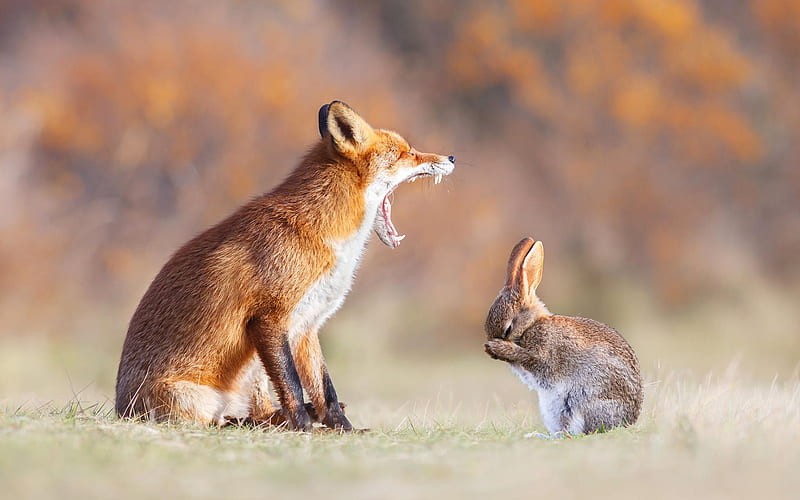 fox, hare, grin, fear, wildlife, HD wallpaper