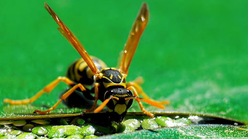 wasp, yellow, insect, green, HD wallpaper