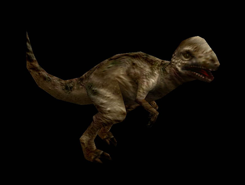 Carnivores Dinosaur Hunter Paquicefalossauro, paqui, dino, hunter, carn, HD wallpaper