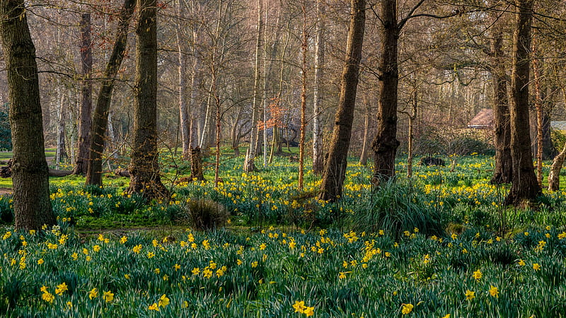 Beautiful Daffodils Flowers Forest Nature, HD wallpaper