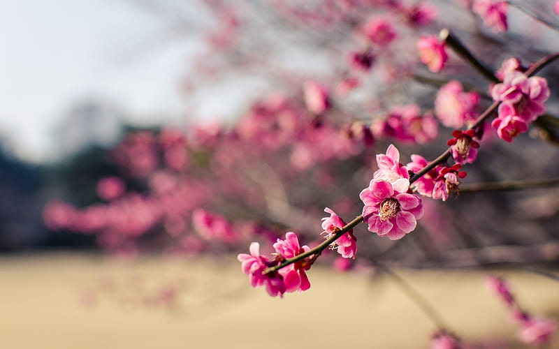 plum blossom, branches, blurry, japan, pink flowers, Flowers, HD wallpaper