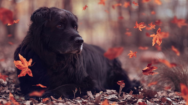 Dogs, Dog, Fall, Pet, HD wallpaper