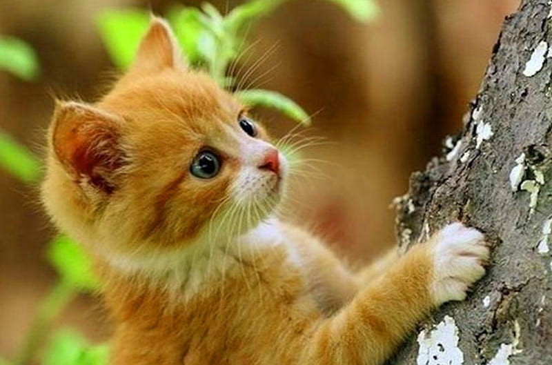 Cat climb tree, cat, small, animal, cute, tree, nature, discovers ...