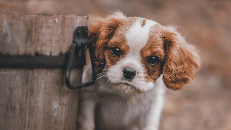 Cute Puppy, animals, dog, cute, HD wallpaper