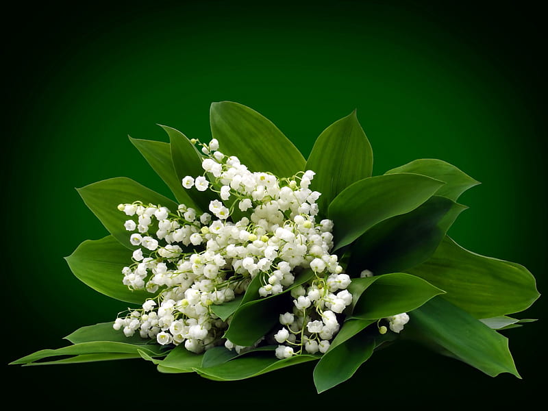 Lilies of the Valley, lily of the valley, green, flowers, nature, white, HD wallpaper
