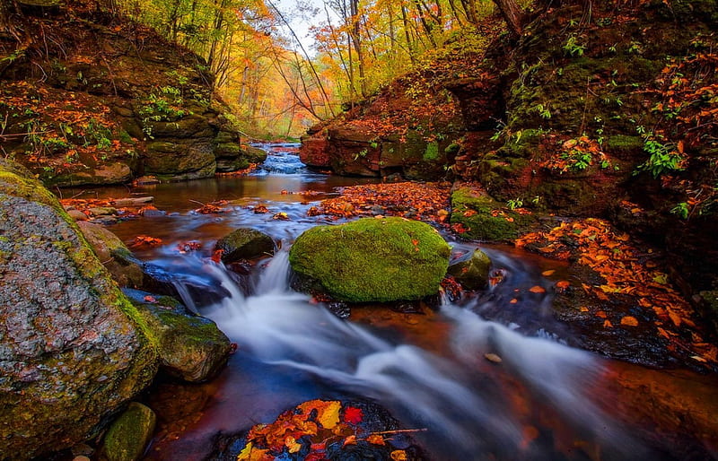 Autumn stream, stream, fall, rocks, autumn, flow, falling, bonito, foliage, seaon, leaves, cascades, nice, stones, river, forest, lovely, colors, creek, trees, water, nature, HD wallpaper