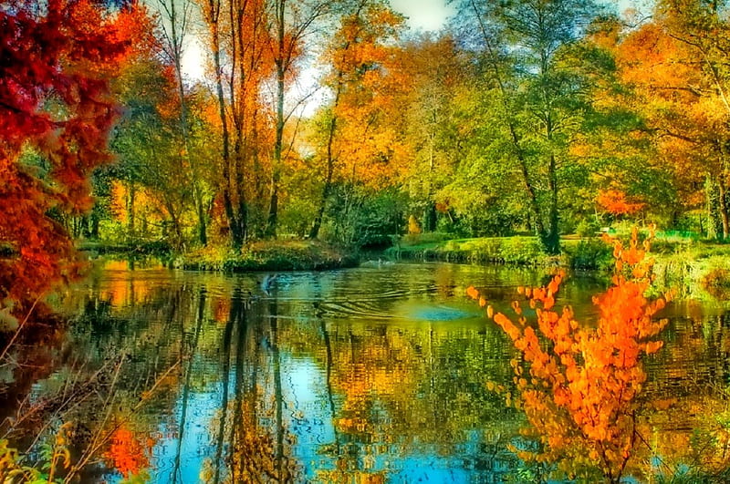 November, colorful, fall, autumn, colors, trees, foliage, mirrored ...