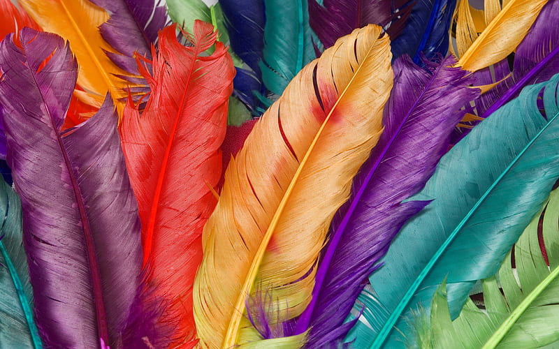Colorful Feathers Dyed Feathers, HD wallpaper