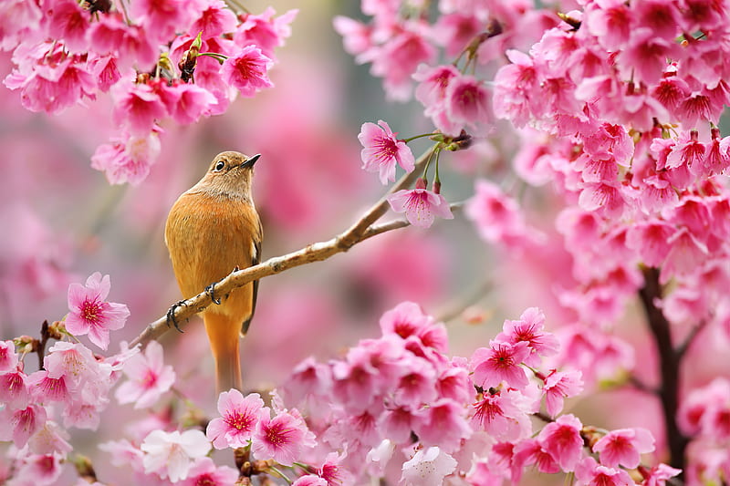 Bird Sitting On Cherry Blossom Tree , birds, HD wallpaper