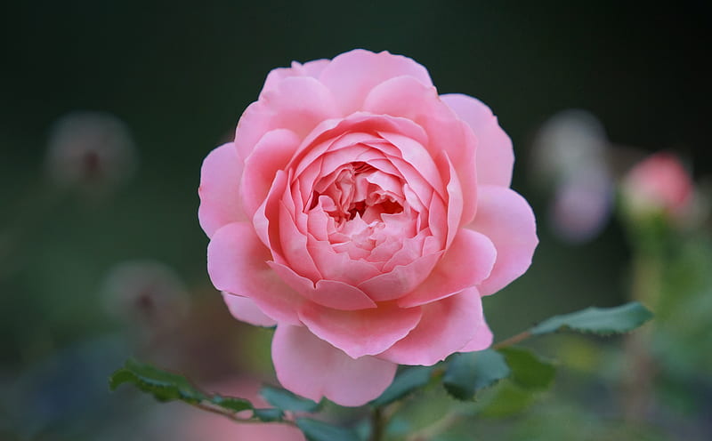 Shallow Depth of Field of Pink Rose Flower, HD wallpaper