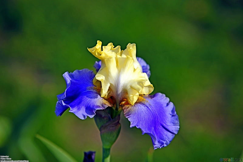BEARDED IRIS, gardening, plants, flowers, beauty, irises, HD wallpaper