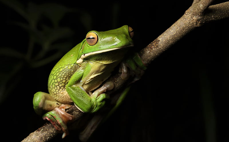 Frogs, White-Lipped Tree Frog, Amphibian, Frog, Wildlife, HD wallpaper