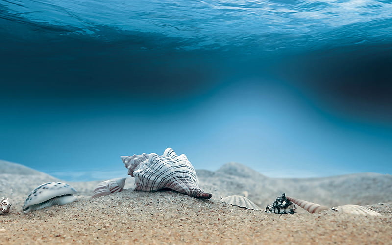Shells, Seabed, water, sea, HD wallpaper
