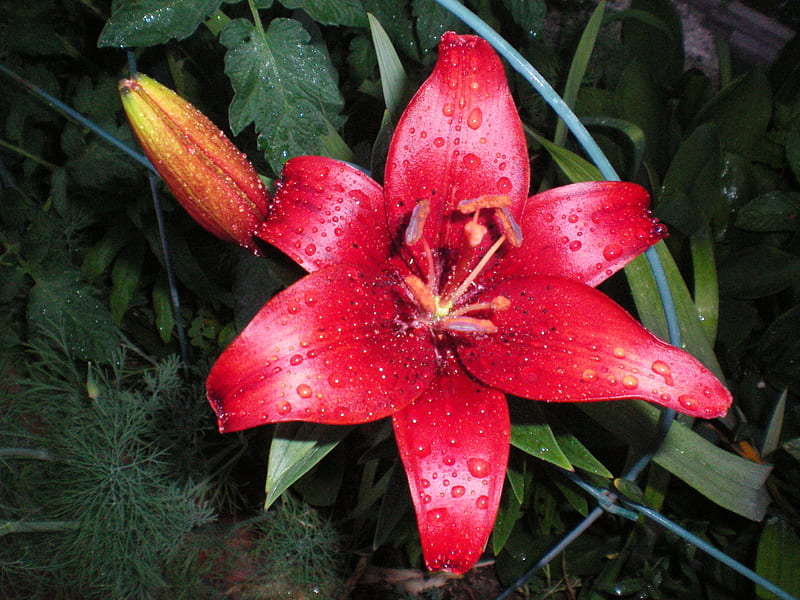 Lirio rojo, flor, asombroso, bonito, Fondo de pantalla HD | Peakpx