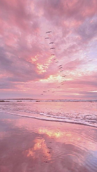 1K Pink Beach Pictures  Download Free Images on Unsplash