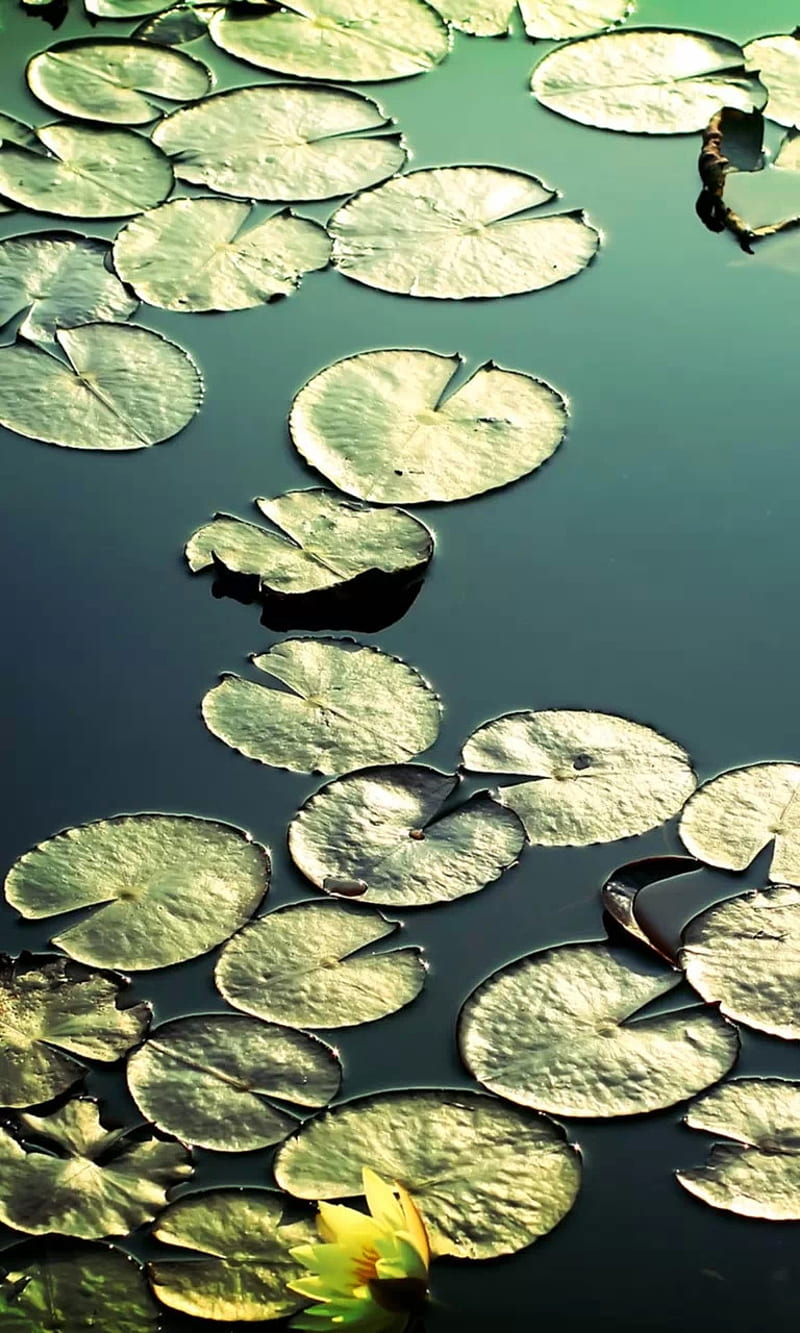 Lily Pads, nature, HD phone wallpaper
