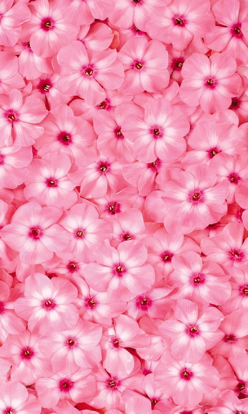 Pink flowers, bonito, cute, flower, nice, HD phone wallpaper | Peakpx