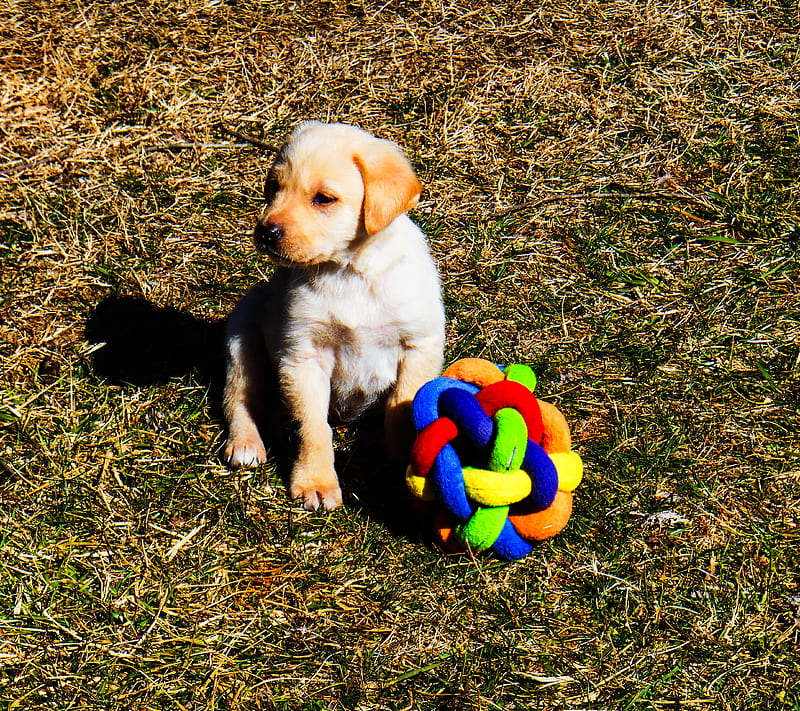 Play Time, animals, dogs, nature, pets, puppies, HD wallpaper