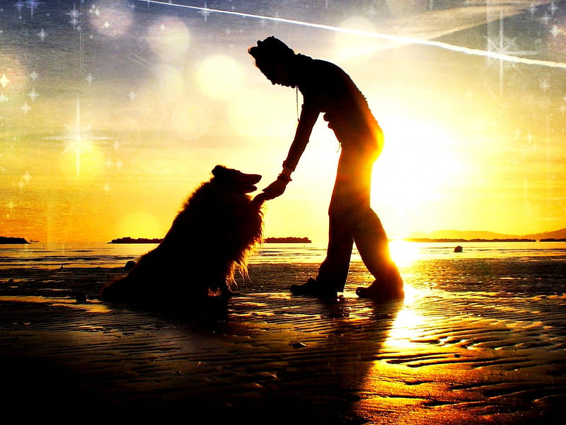LOYAL TOUCH, Paw, Dog, Man, silhouette, Sunset, HD wallpaper