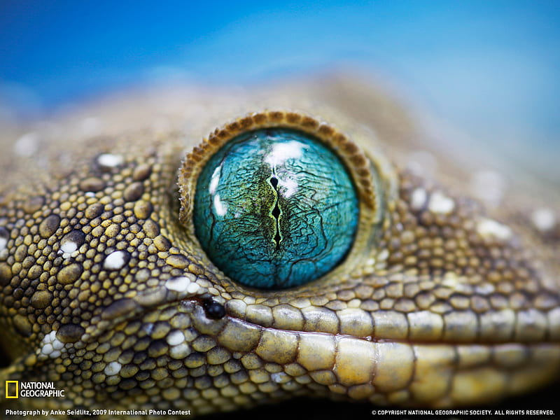 Smiths Green Eyed Gecko For You Hd Wallpaper Peakpx