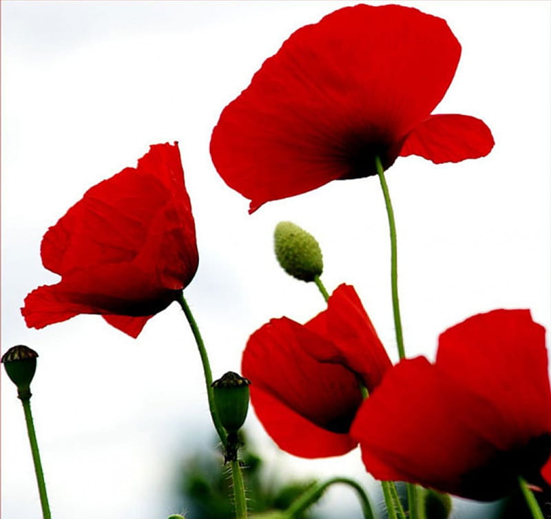 Red Poppies, red, poppies, flowers, nature, buds, HD wallpaper